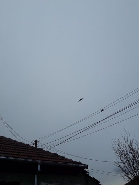  - Porumbei de ornament si  zbor