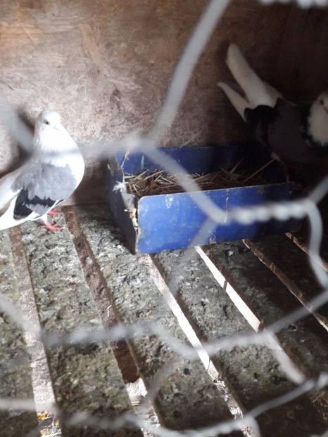  - Porumbei de ornament si  zbor