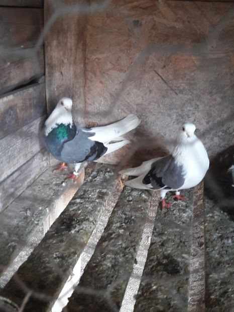 Capaciti de buzau - Porumbei de ornament si  zbor