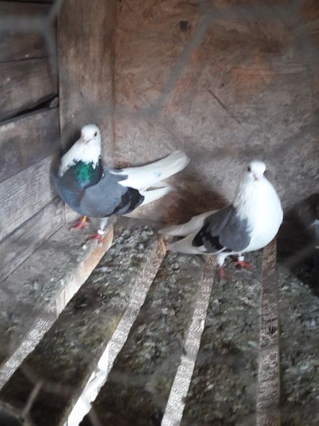  - Porumbei de ornament si  zbor