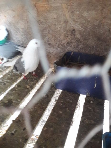  - Porumbei de ornament si  zbor