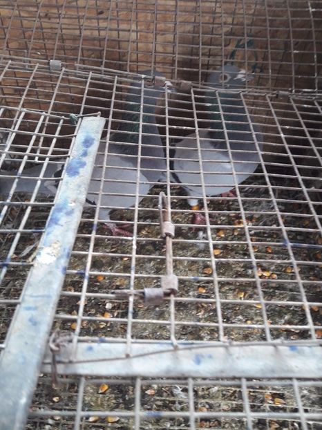  - Porumbei de ornament si  zbor