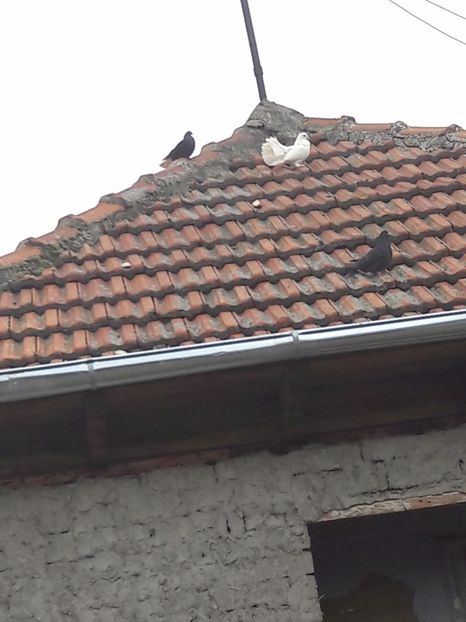  - Porumbei de ornament si  zbor