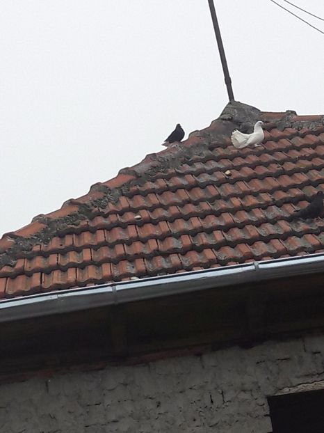  - Porumbei de ornament si  zbor