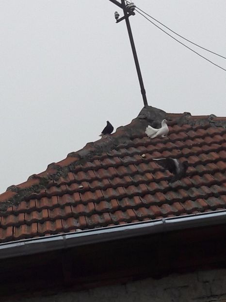  - Porumbei de ornament si  zbor