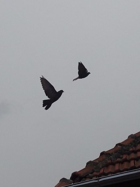 20170326_152510(0) - Porumbei de ornament si  zbor