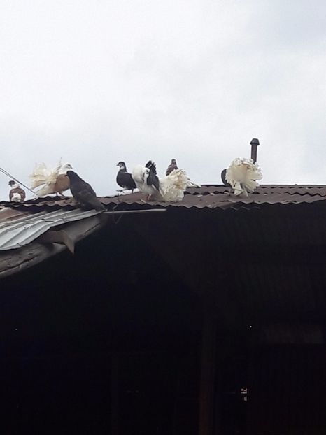  - Porumbei de ornament si  zbor