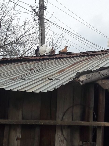  - Porumbei de ornament si  zbor