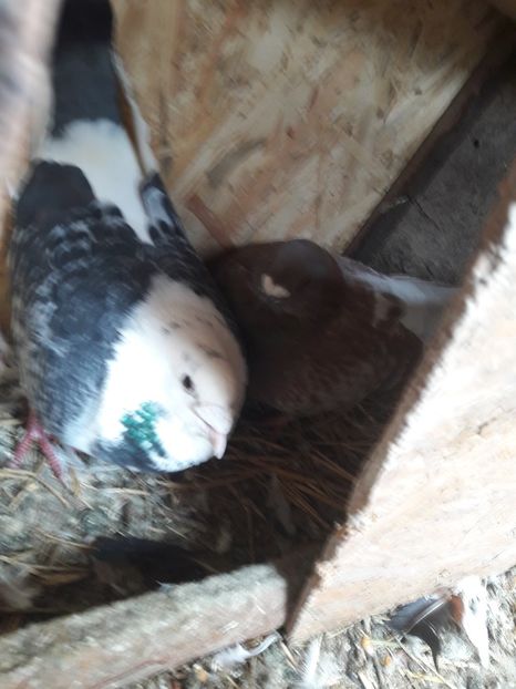  - Porumbei de ornament si  zbor