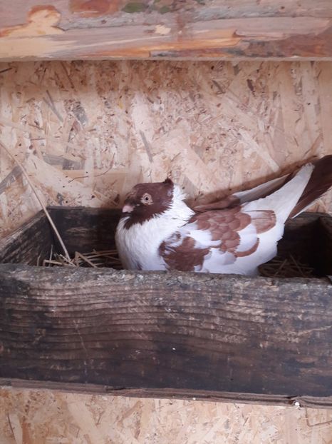  - Porumbei de ornament si  zbor