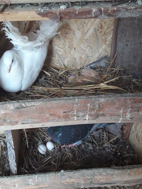  - Porumbei de ornament si  zbor