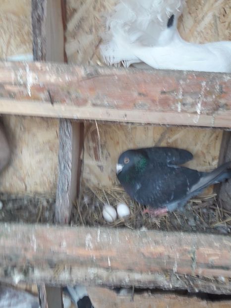  - Porumbei de ornament si  zbor