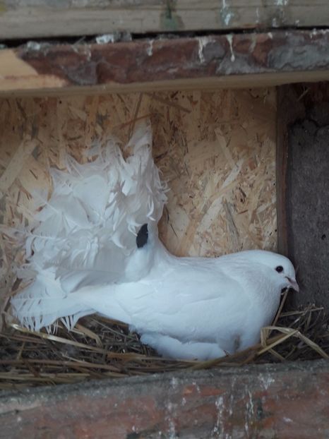  - Porumbei de ornament si  zbor