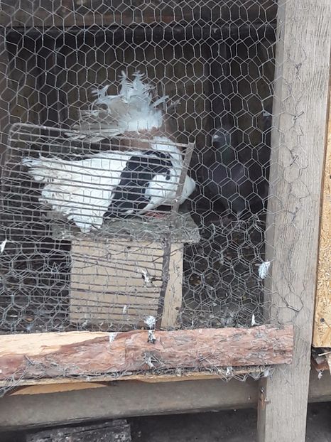  - Porumbei de ornament si  zbor