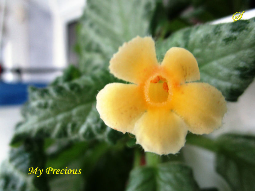 My Precious(26-03-2017) - Episcii 2017