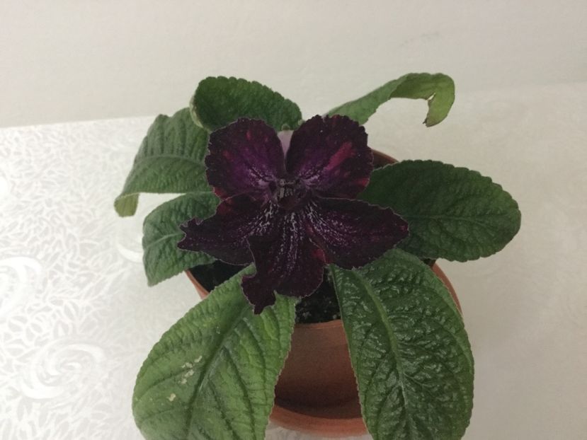 Ds 950 - Streptocarpusi 2017