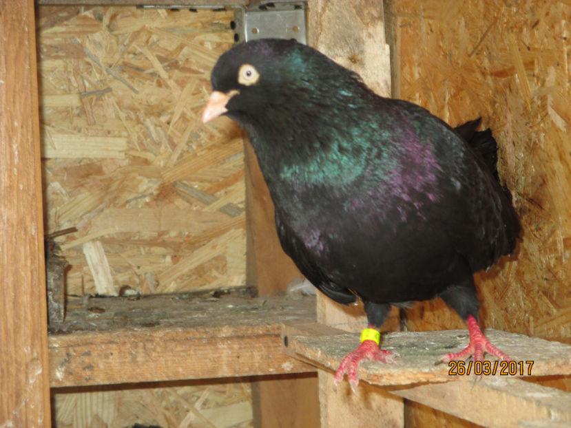  - Z ARHIVA ROLLERI DE SMIRNA 2017