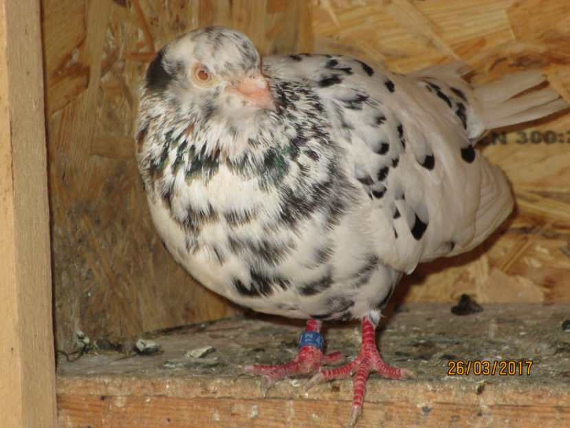  - Z ARHIVA ROLLERI DE SMIRNA 2017