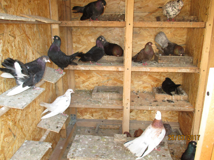  - Z ARHIVA ROLLERI DE SMIRNA 2017