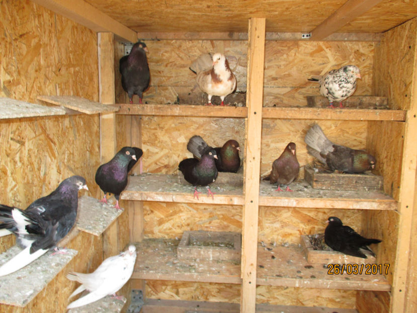  - Z ARHIVA ROLLERI DE SMIRNA 2017