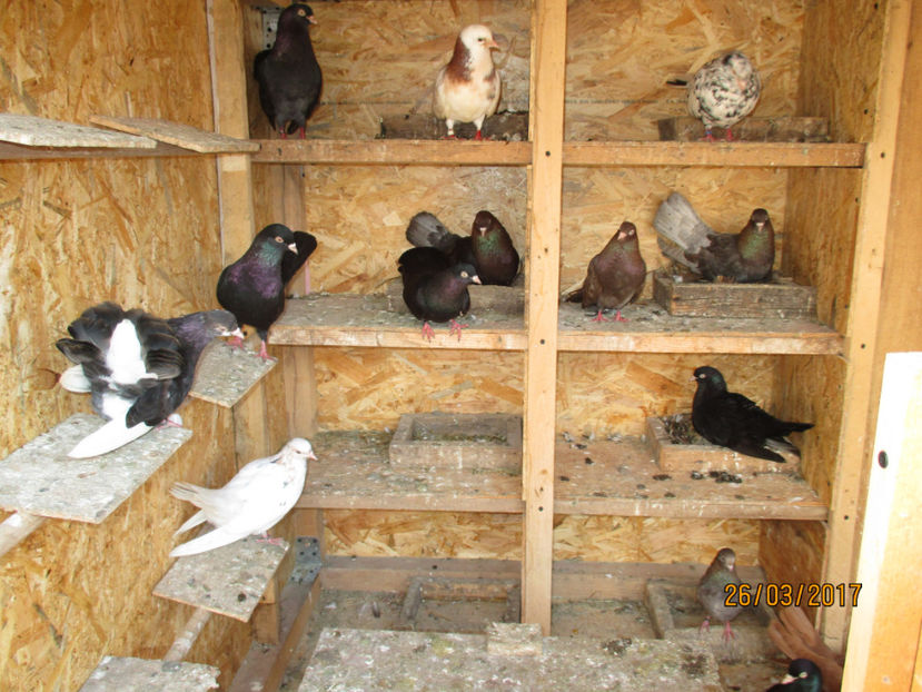  - Z ARHIVA ROLLERI DE SMIRNA 2017