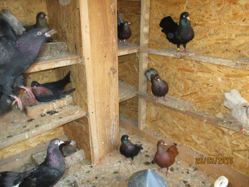  - Z ARHIVA ROLLERI DE SMIRNA 2017