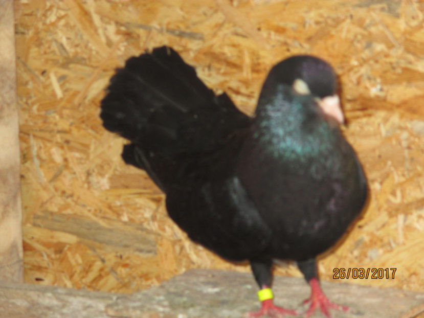  - Z ARHIVA ROLLERI DE SMIRNA 2017