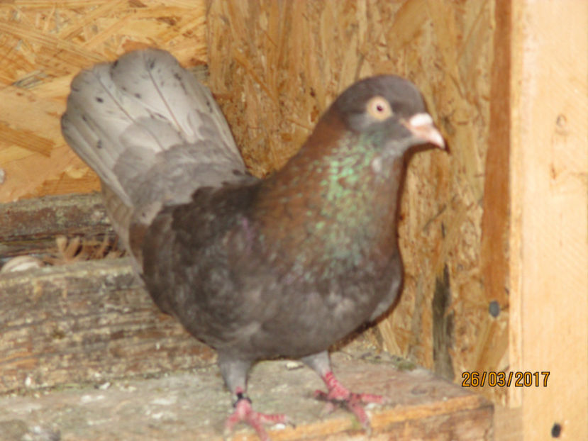  - Z ARHIVA ROLLERI DE SMIRNA 2017