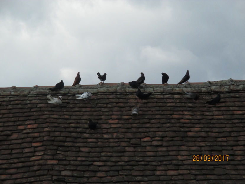  - Z ARHIVA ROLLERI DE SMIRNA 2017