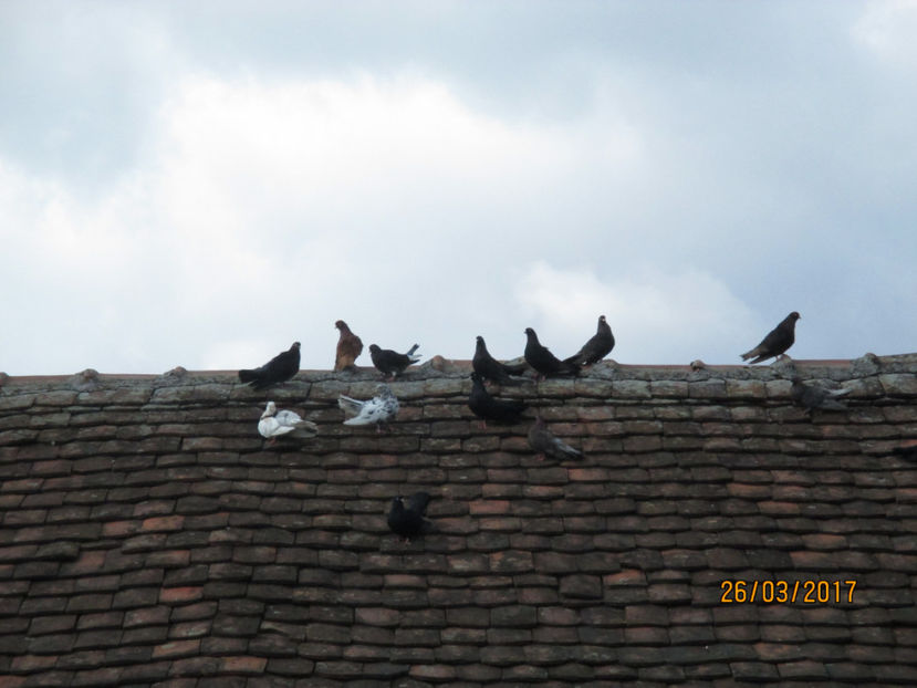  - Z ARHIVA ROLLERI DE SMIRNA 2017