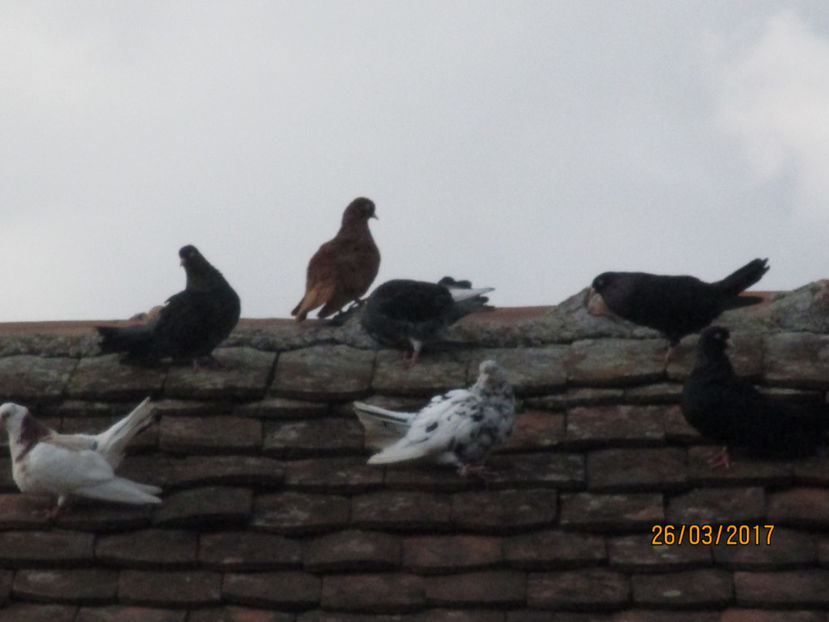  - Z ARHIVA ROLLERI DE SMIRNA 2017