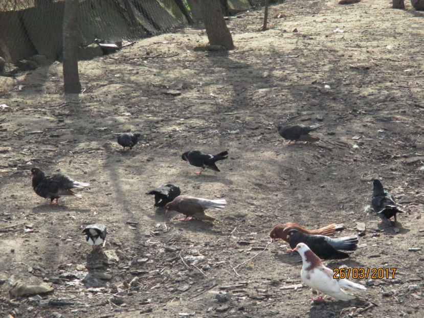  - Z ARHIVA ROLLERI DE SMIRNA 2017