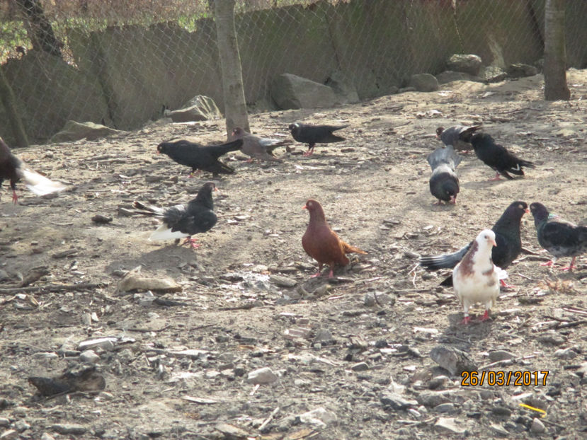  - Z ARHIVA ROLLERI DE SMIRNA 2017