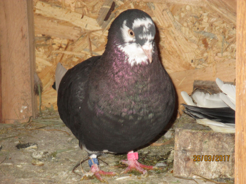  - 1 ROLLER DE BIRMINGHAM 2017