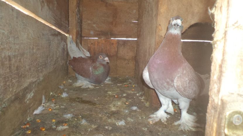  - VOIAJORI MAGHIARI DE FRUMUSETE ACIZITIE 2017