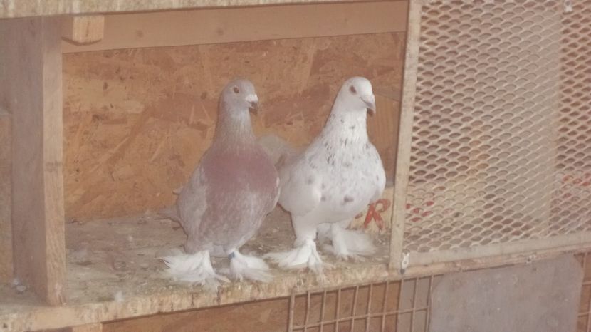  - VOIAJORI MAGHIARI DE FRUMUSETE ACIZITIE 2017