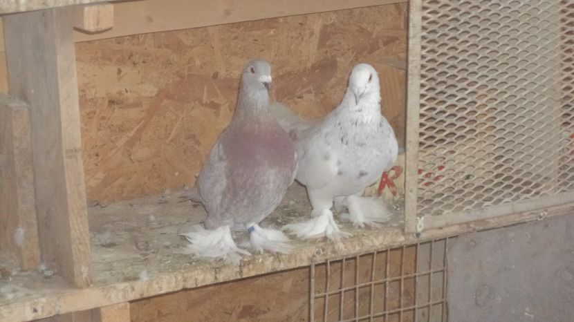 per 2 - VOIAJORI MAGHIARI DE FRUMUSETE ACIZITIE 2017