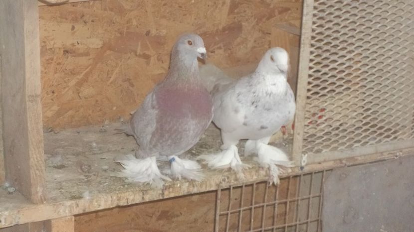  - VOIAJORI MAGHIARI DE FRUMUSETE ACIZITIE 2017