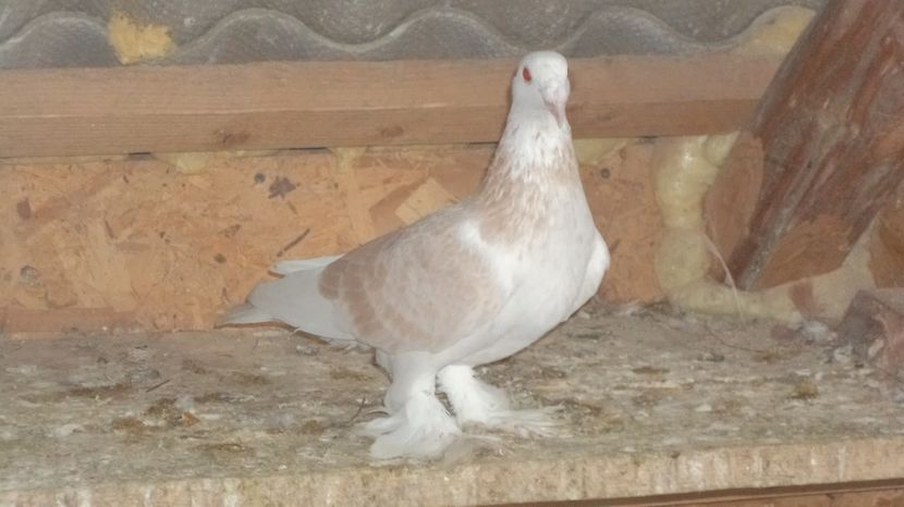  - VOIAJORI MAGHIARI DE FRUMUSETE ACIZITIE 2017