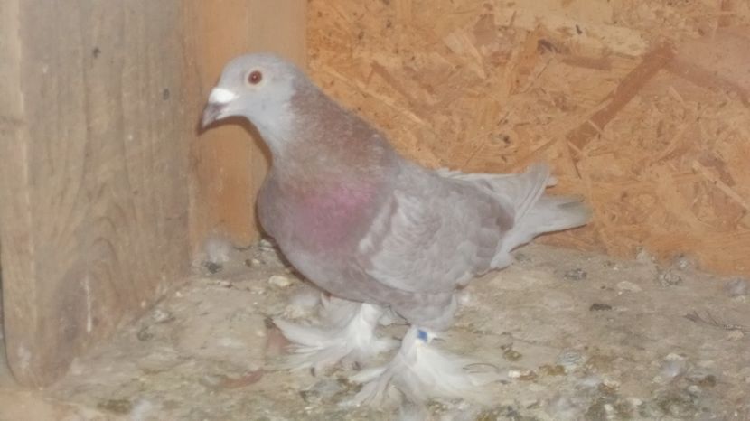  - VOIAJORI MAGHIARI DE FRUMUSETE ACIZITIE 2017