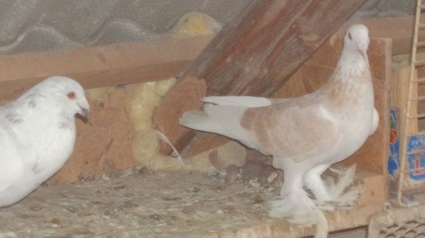  - VOIAJORI MAGHIARI DE FRUMUSETE ACIZITIE 2017