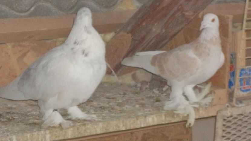  - VOIAJORI MAGHIARI DE FRUMUSETE ACIZITIE 2017