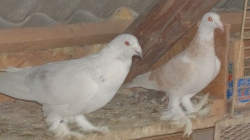 per 3 - VOIAJORI MAGHIARI DE FRUMUSETE ACIZITIE 2017