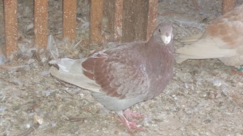  - Voiajori germani de frumusete 2016 amintiri frumoase