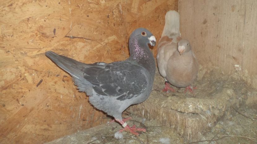  - Voiajori germani de frumusete 2016 amintiri frumoase