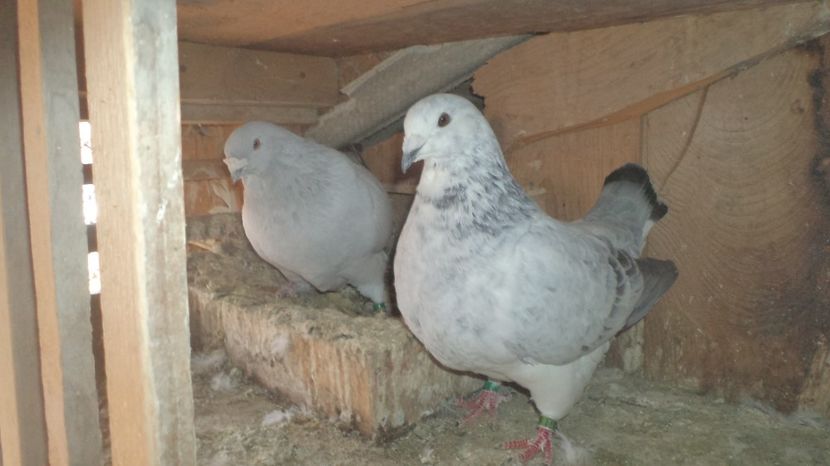 Per. 1 matca 2017 - VOIAJORI STANDAR ROMANESC SI AMERICAN 2016