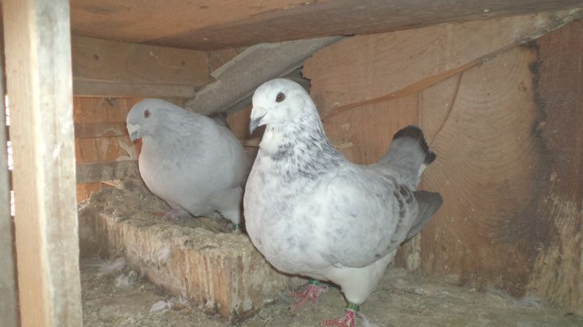  - VOIAJORI STANDAR ROMANESC SI AMERICAN 2016