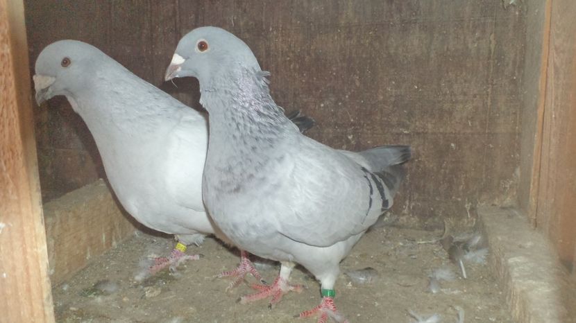 per.2 matca 2017 - VOIAJORI STANDAR ROMANESC SI AMERICAN 2016