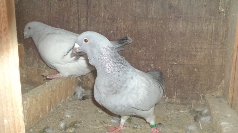  - VOIAJORI STANDAR ROMANESC SI AMERICAN 2016