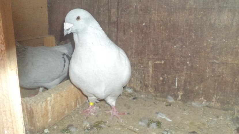  - VOIAJORI STANDAR ROMANESC SI AMERICAN 2016